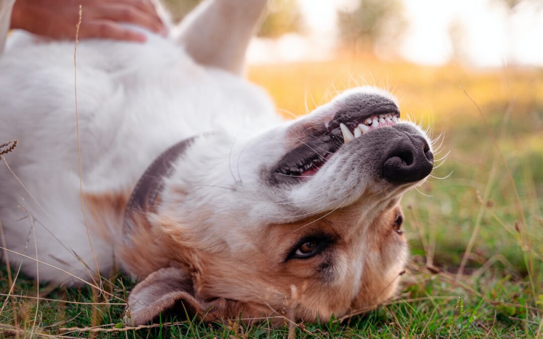 Is Your Pet Experiencing a Dental Emergency?