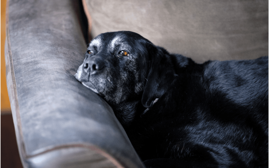 How to Get Ready for the Loss of Your Pet – 4 Tips