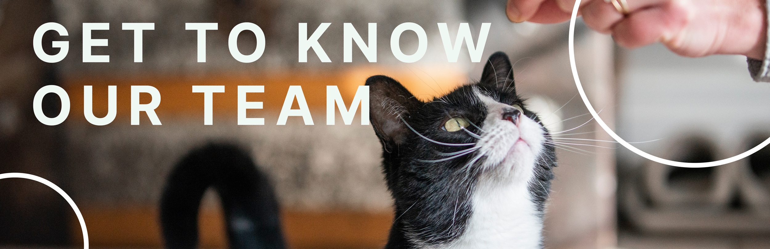 get to know our team graphic with a cat