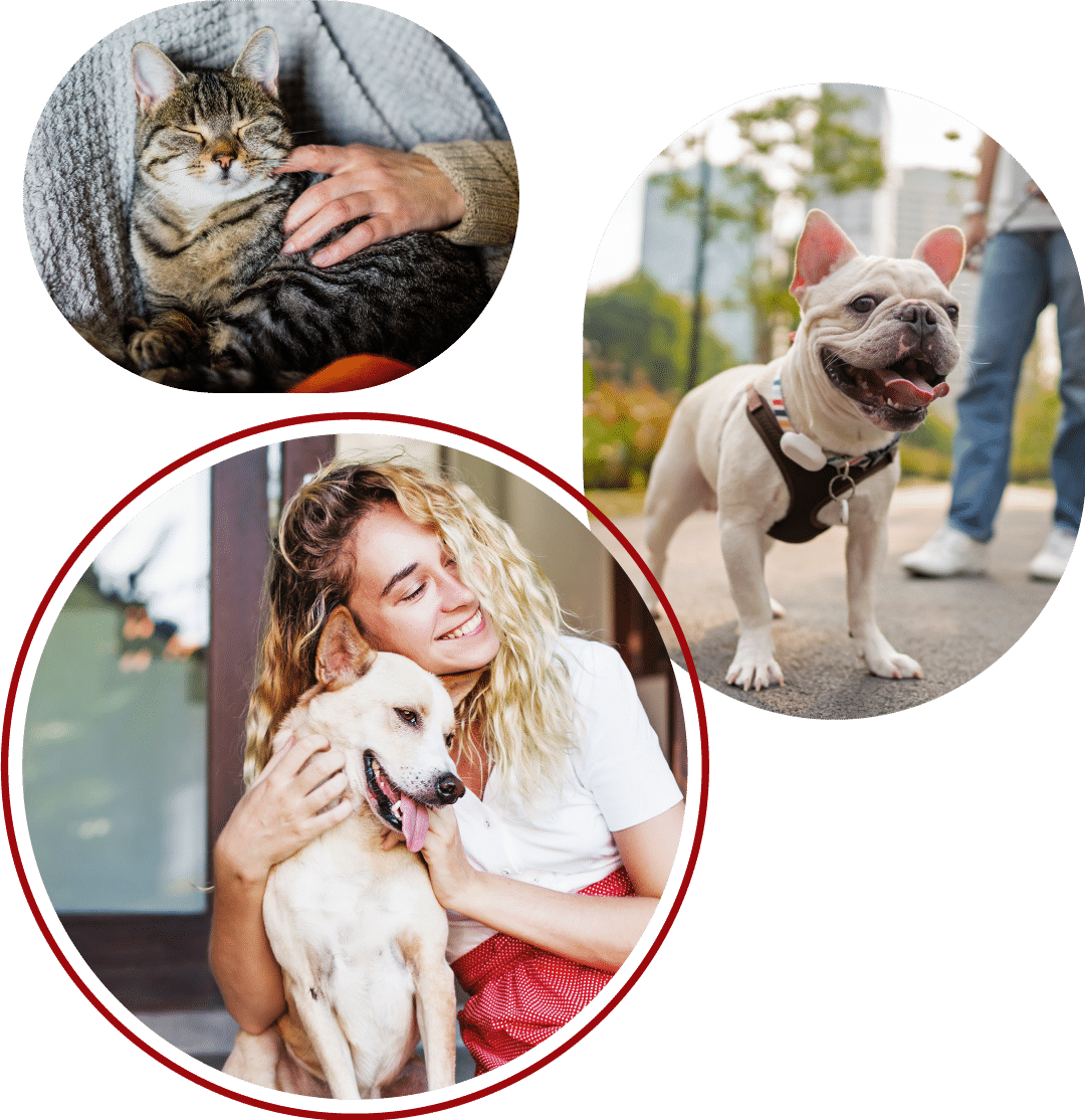 three images of owners with pets at city pets animal care