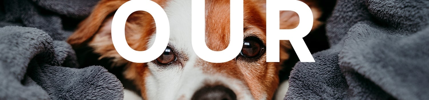 our graphic with dogs eyes