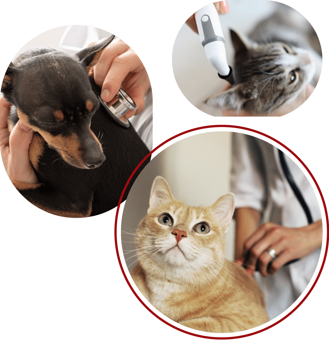 3 images of a cat and dog at city pets animal care