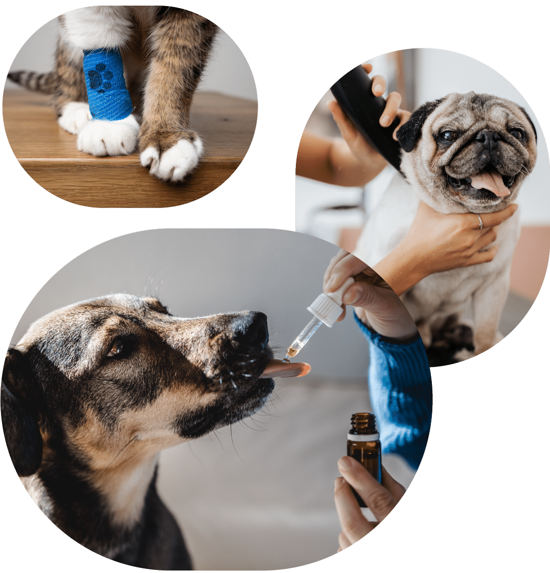 3 images of a dog drinking water, cat with a splint on leg, and pug with tounge out