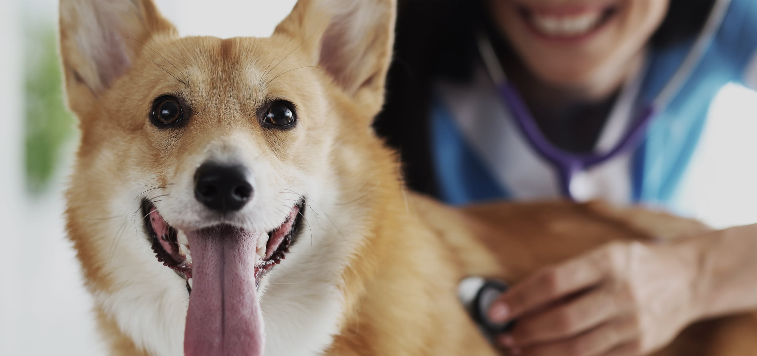 corgi dog with tounge out at city pets animal care