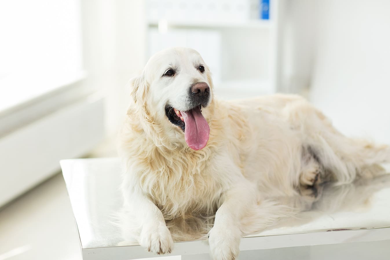 white dog sitting on exam table during vet checkup at city pets animal care in nashville tn