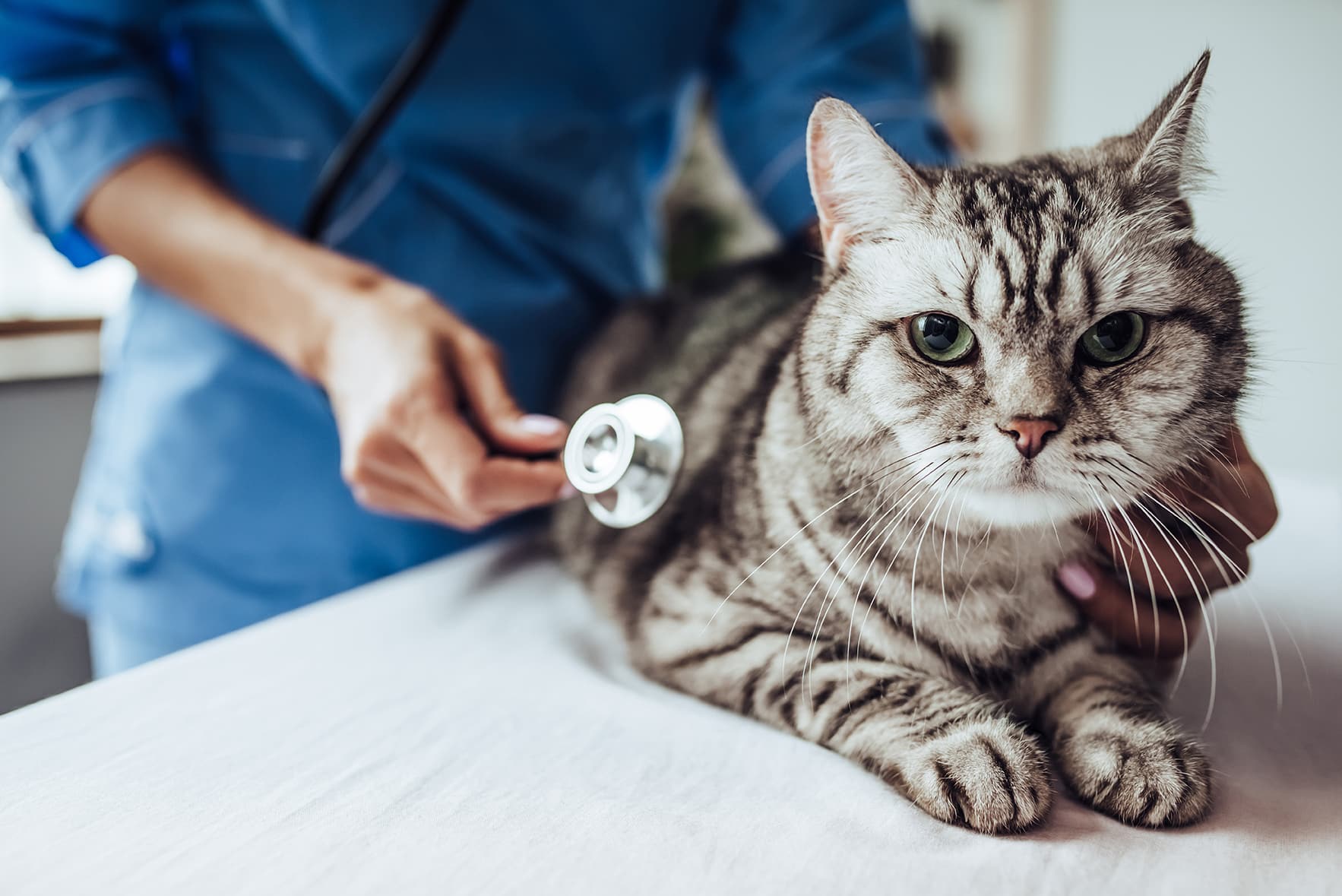 cat during preventive vet exam at city pets animal care