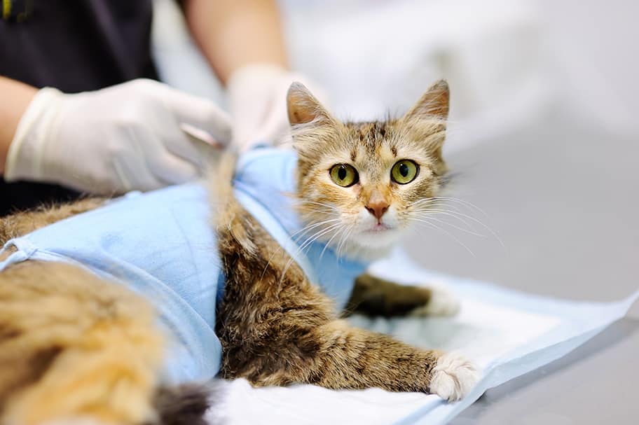 cat and vet on exam table during Spay/Neuter Surgery at City Pets Animal Care in Nashville, TN