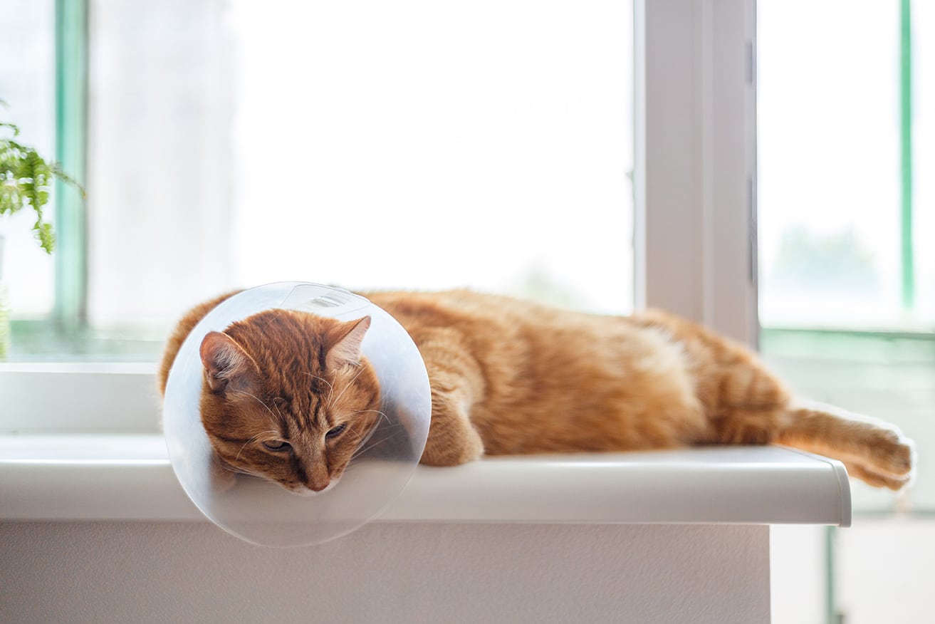 cat with cone around head on windowsill after animal surgery At City Pets Animal Care in Nashville, TN