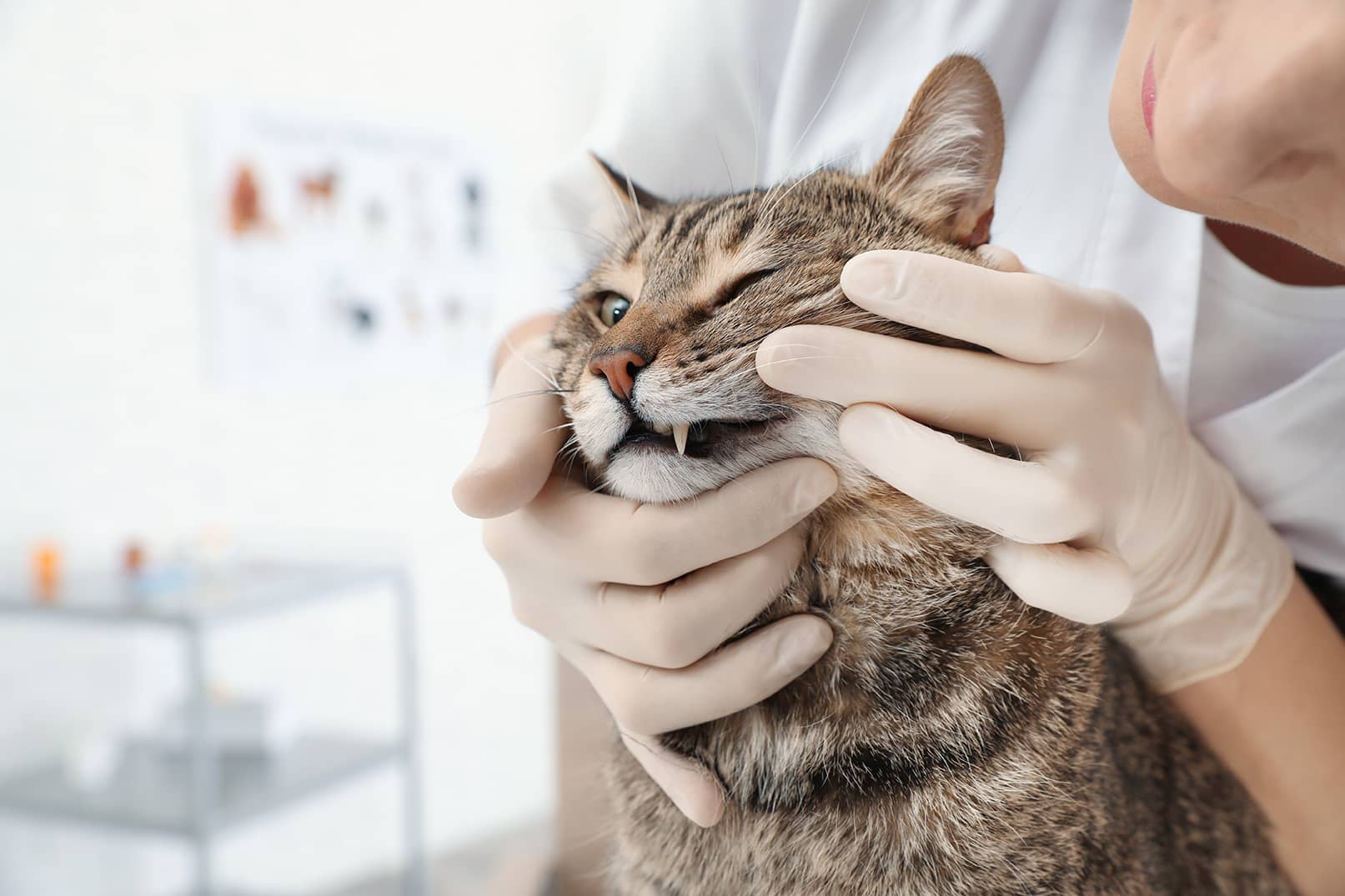 cat and dr evans during dental checkup vet appointment at city pets animal care