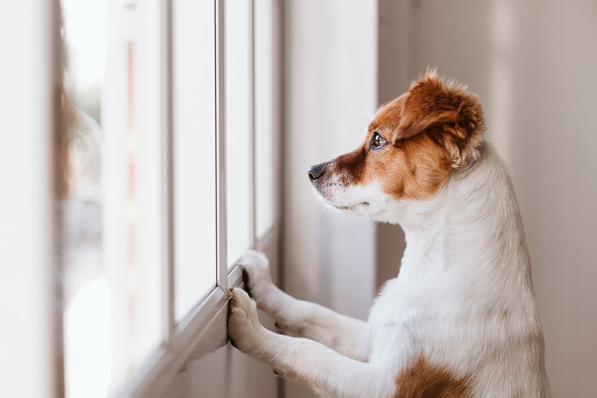 dog looking out of a window in Nashville TN