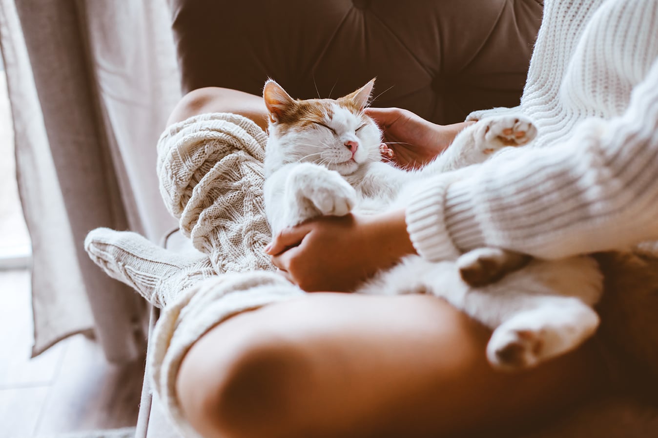 cat with owner in Nashville TN