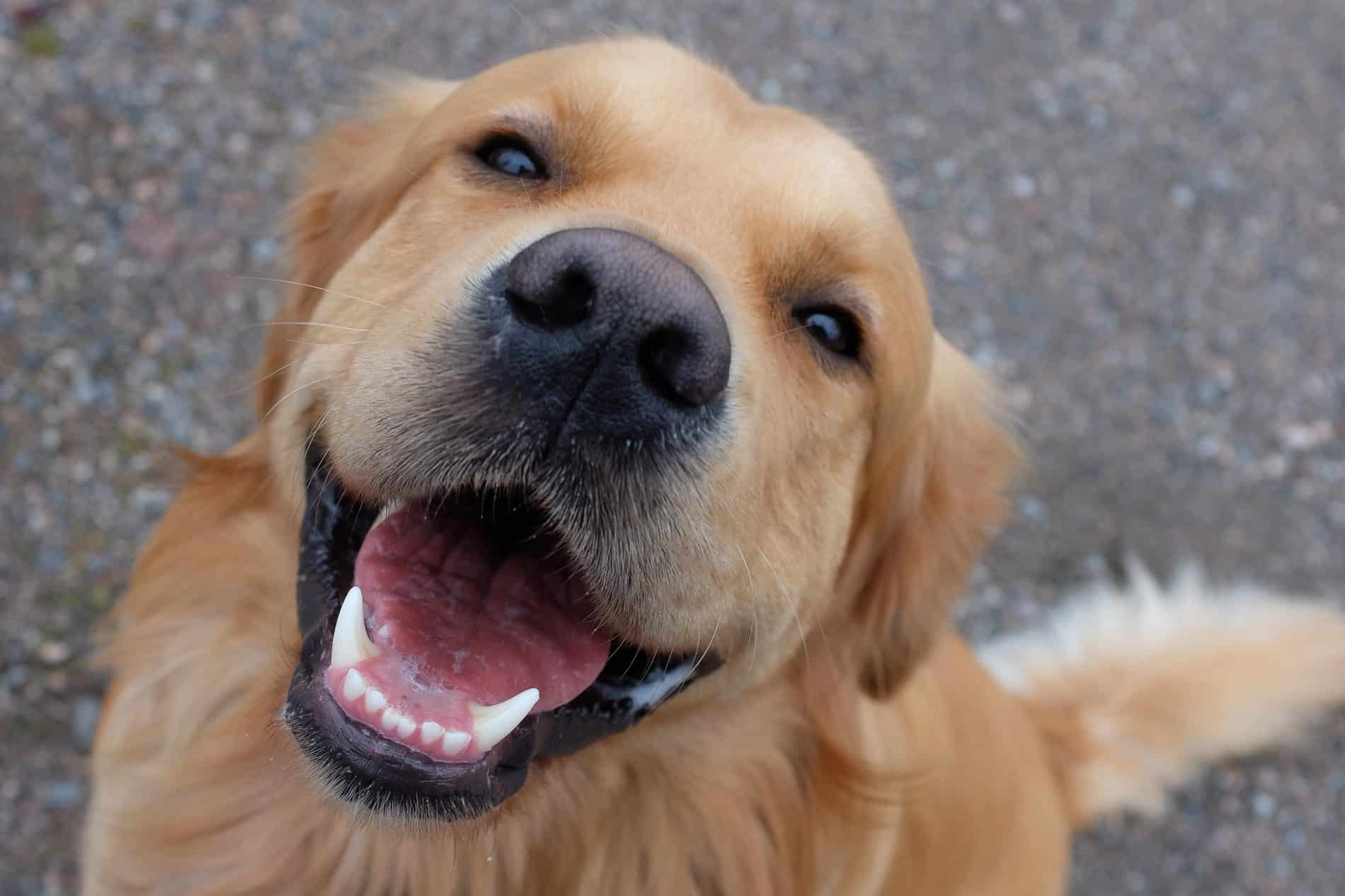Dog smiling up at Dr. Evans during his annual wellness checkup in Nashville TN