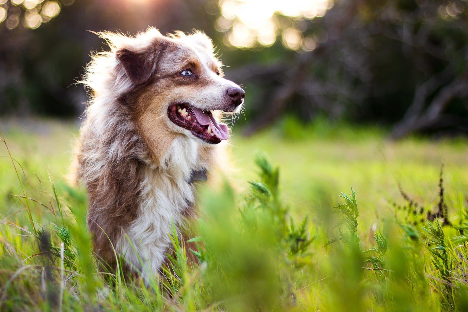Dog running outside, healthy after a veterinary checkup in Nashville TN