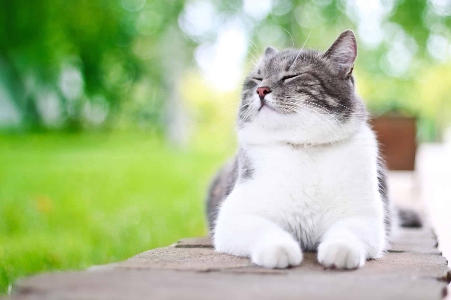 Cat enjoying the outdoors after a wellness exam in Nashville TN