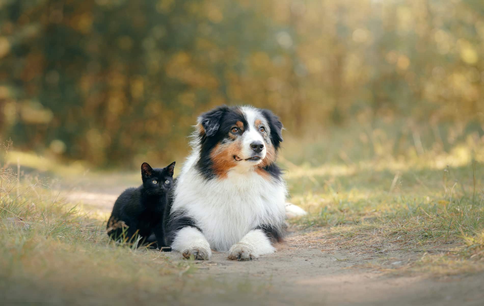 pet microchipping services from City Pets Animal Care in Nashville TN