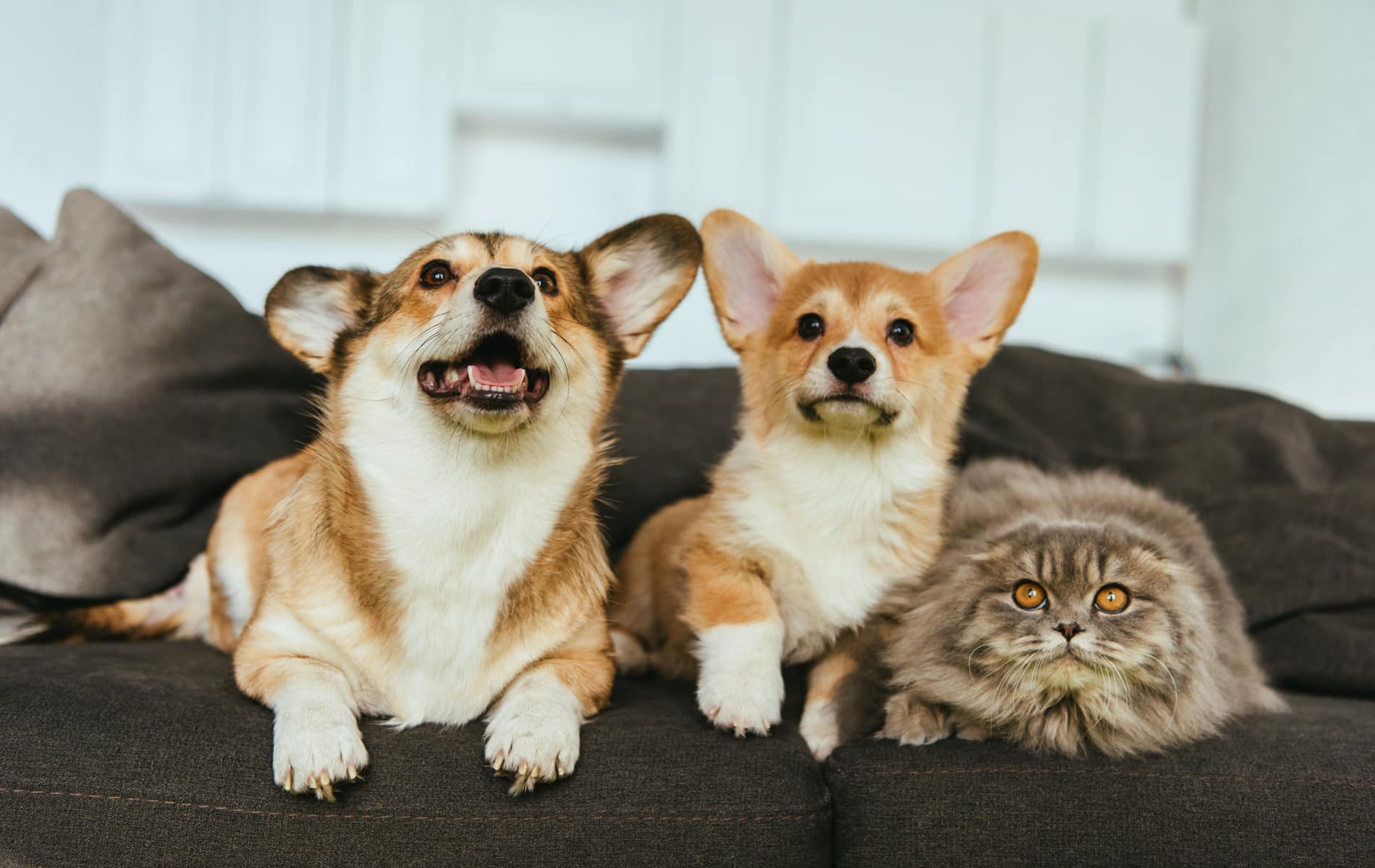 get your microchipping treatments from City Pets Animal Care in Nashville TN