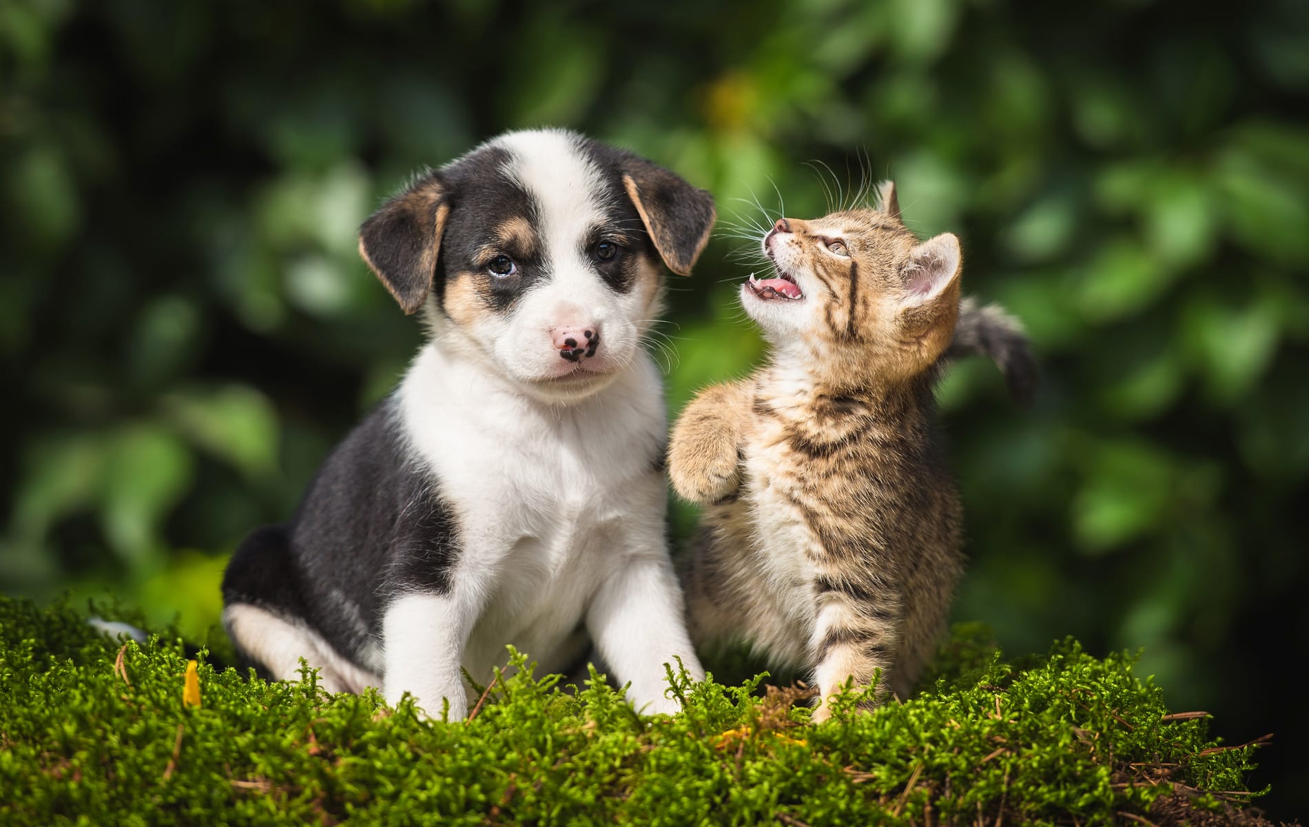 microchipping services from City Pets Animal Care in Nashville TN