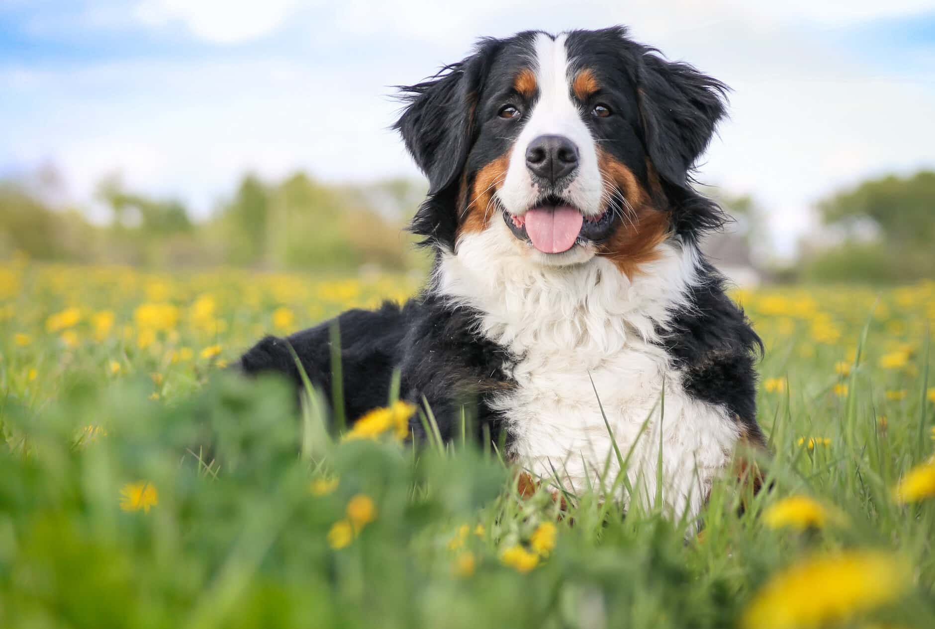 dog is protected from parasites and disease after receiving animal vaccinations from City Pets Animal Care in Nashville TN