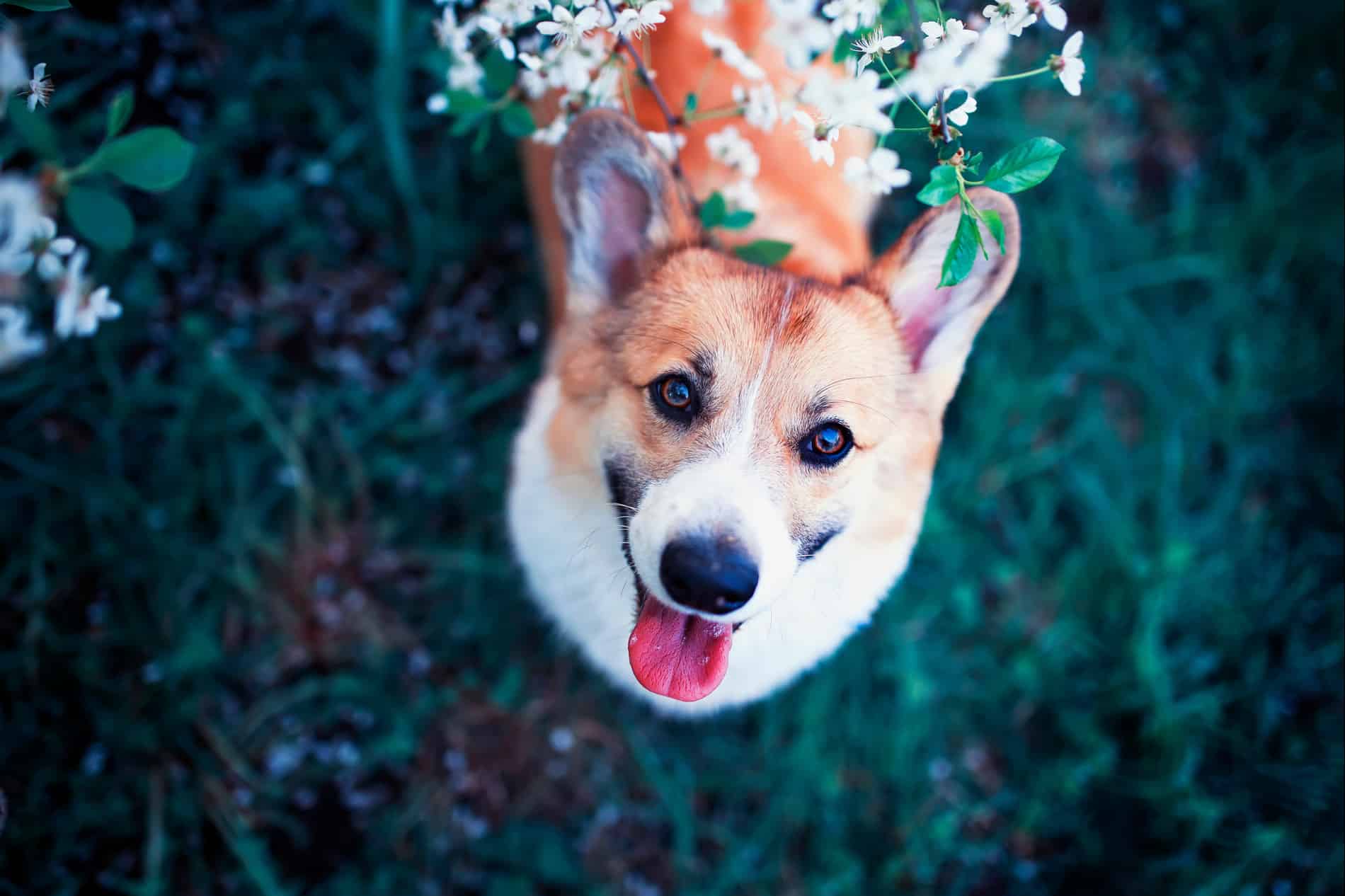 happy dog after receiving veterinary vaccinations from City Pets Animal Care in Nashville TN