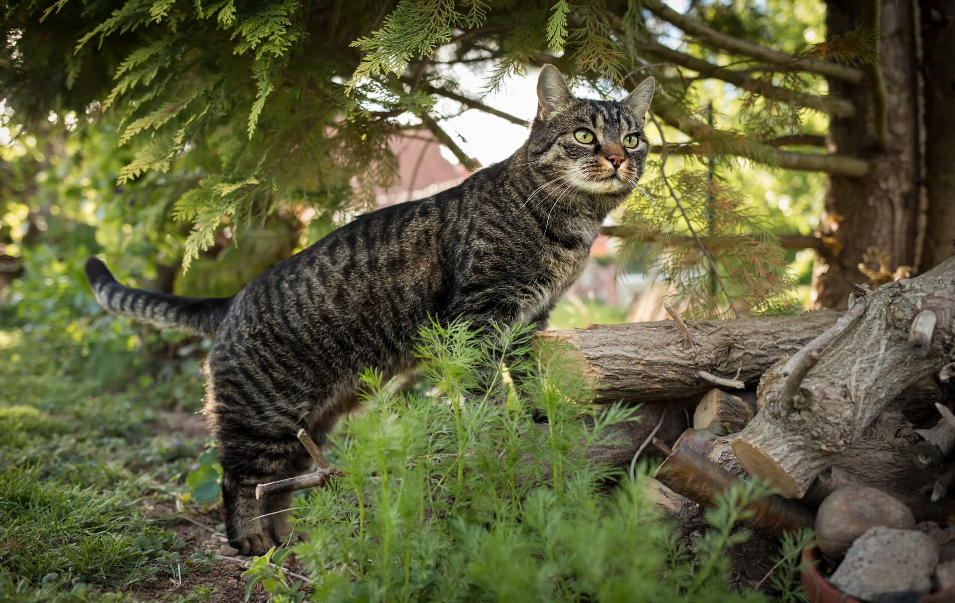 cat with improved mobility after veterinary acupuncture from City Pets Animal Care in Nashville TN