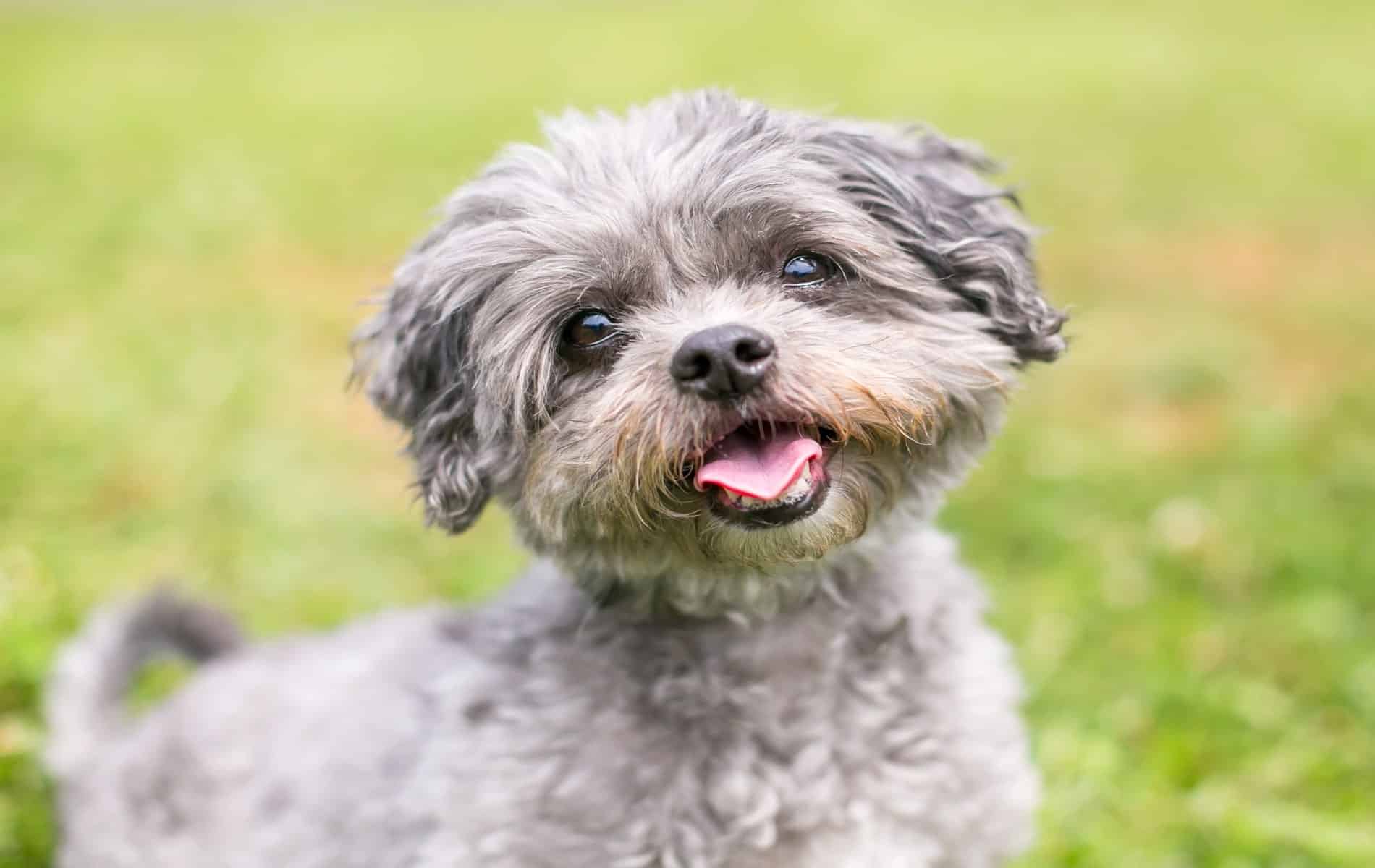 dog with reduced anxiety after veterinary acupuncture from City Pets Animal Care in Nashville TN