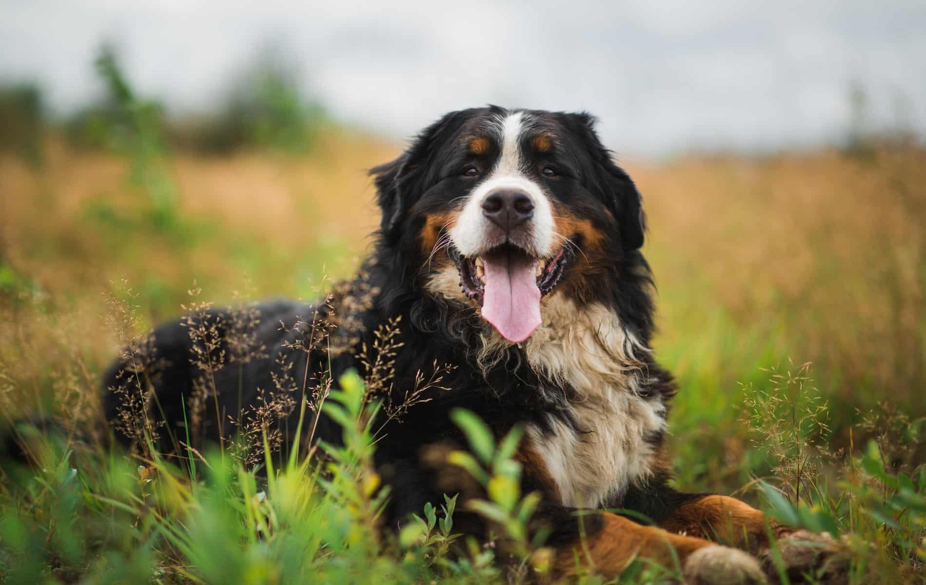 dog with reduced anxiety after professional pet acupuncture from City Pets Animal Care in Nashville TN