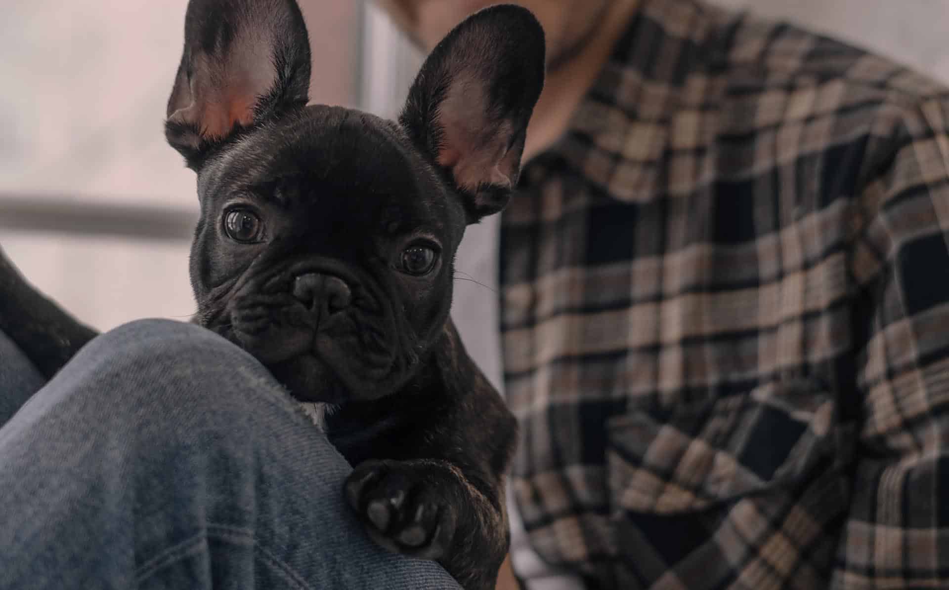 City Pets vet care in Nashville TN