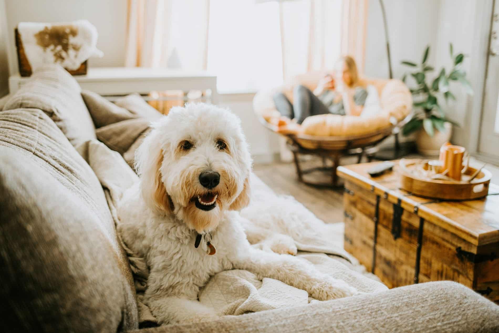 get your pet pain relief with CBD therapy for pets from City Pets Animal Care in Nashville TN