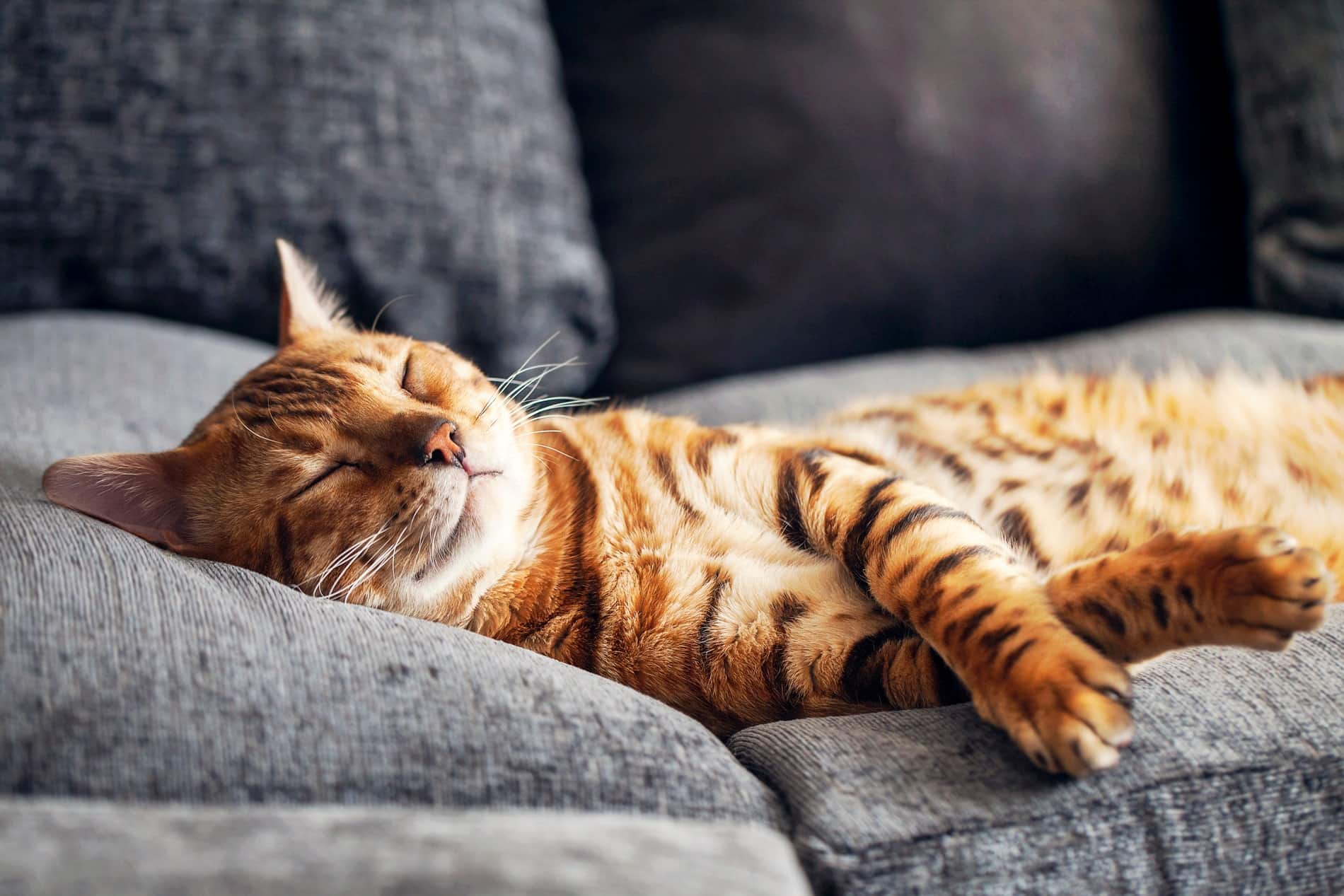 get your pet anxiety relief with CBD therapy for pets from City Pets Animal Care in Nashville TN