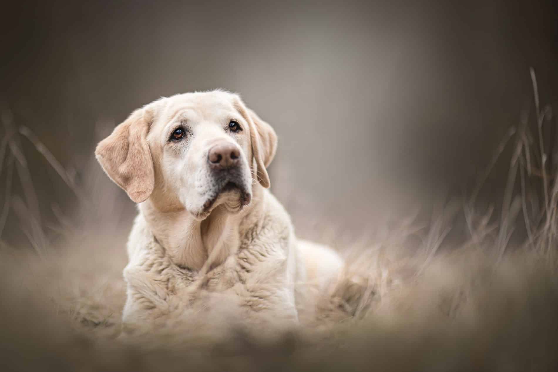 get your pet the relief they need with CBD therapy for pets from City Pets Animal Care in Nashville TN