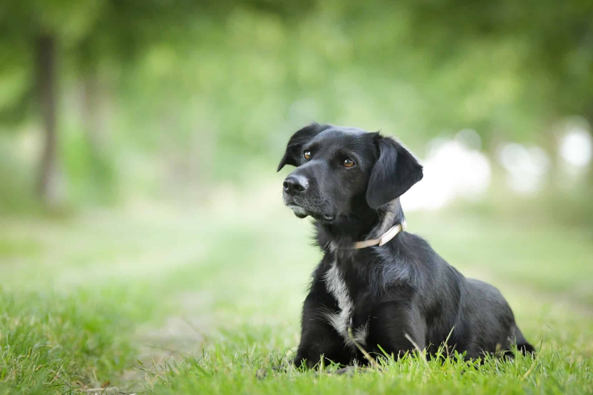 get your pet pain relief with class IV cold laser therapy for pets from City Pets Animal Care in Nashville TN