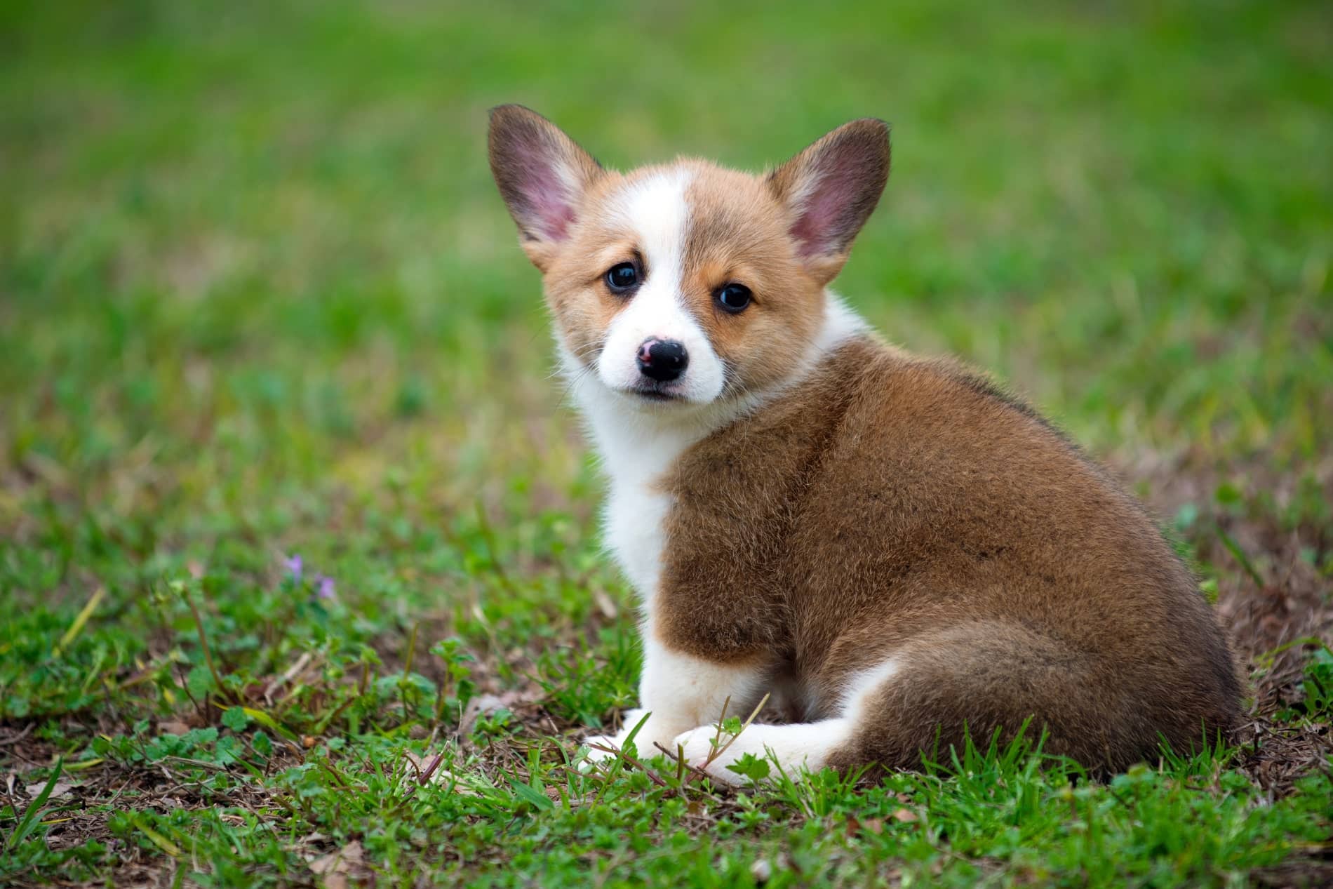 veterinary class IV cold laser therapy for pets from City Pets Animal Care in Nashville TN
