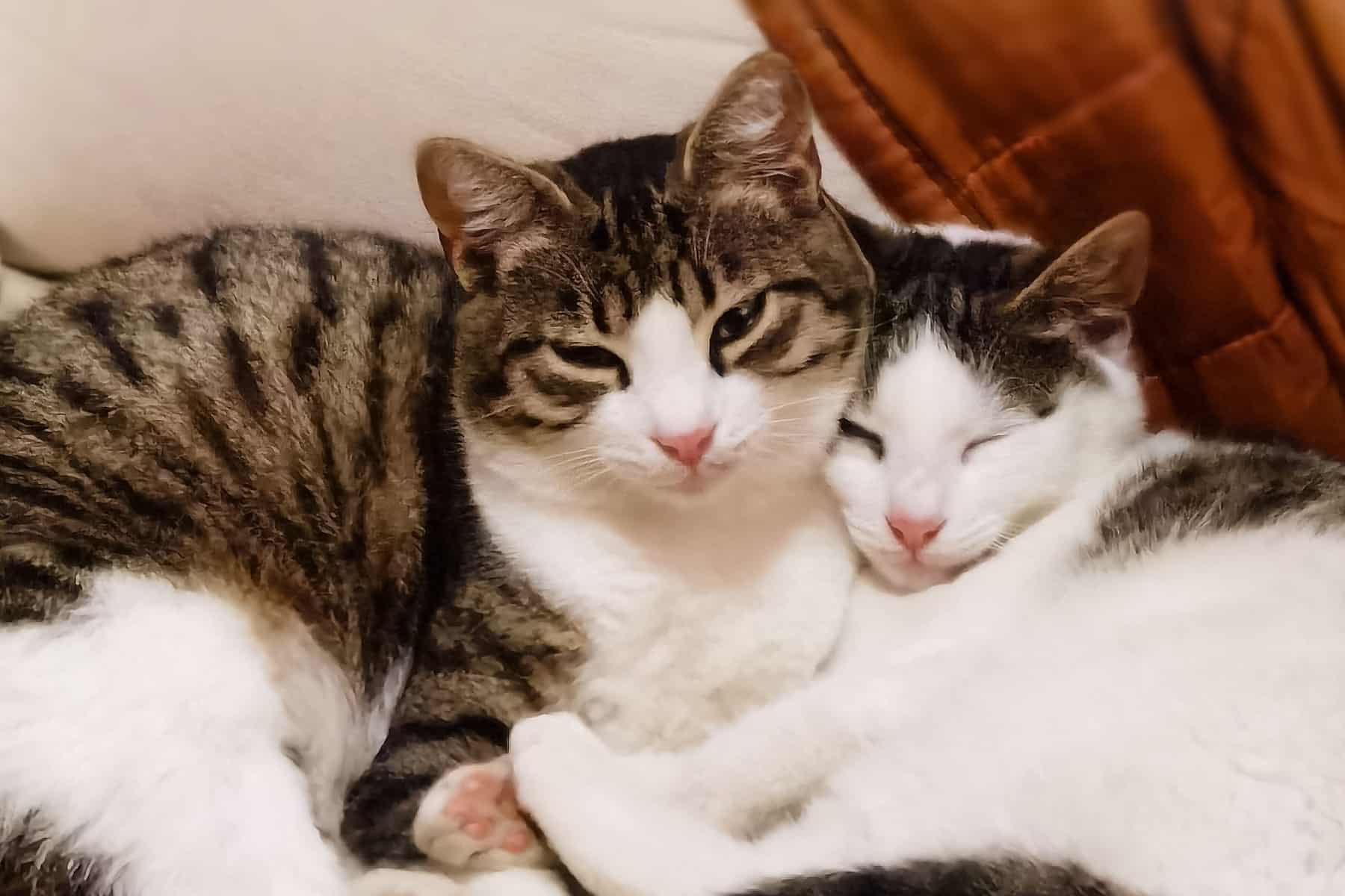 get your pets the relief they need with traditional chinese herbal veterinary medicine from City Pets Animal Care in Nashville TN