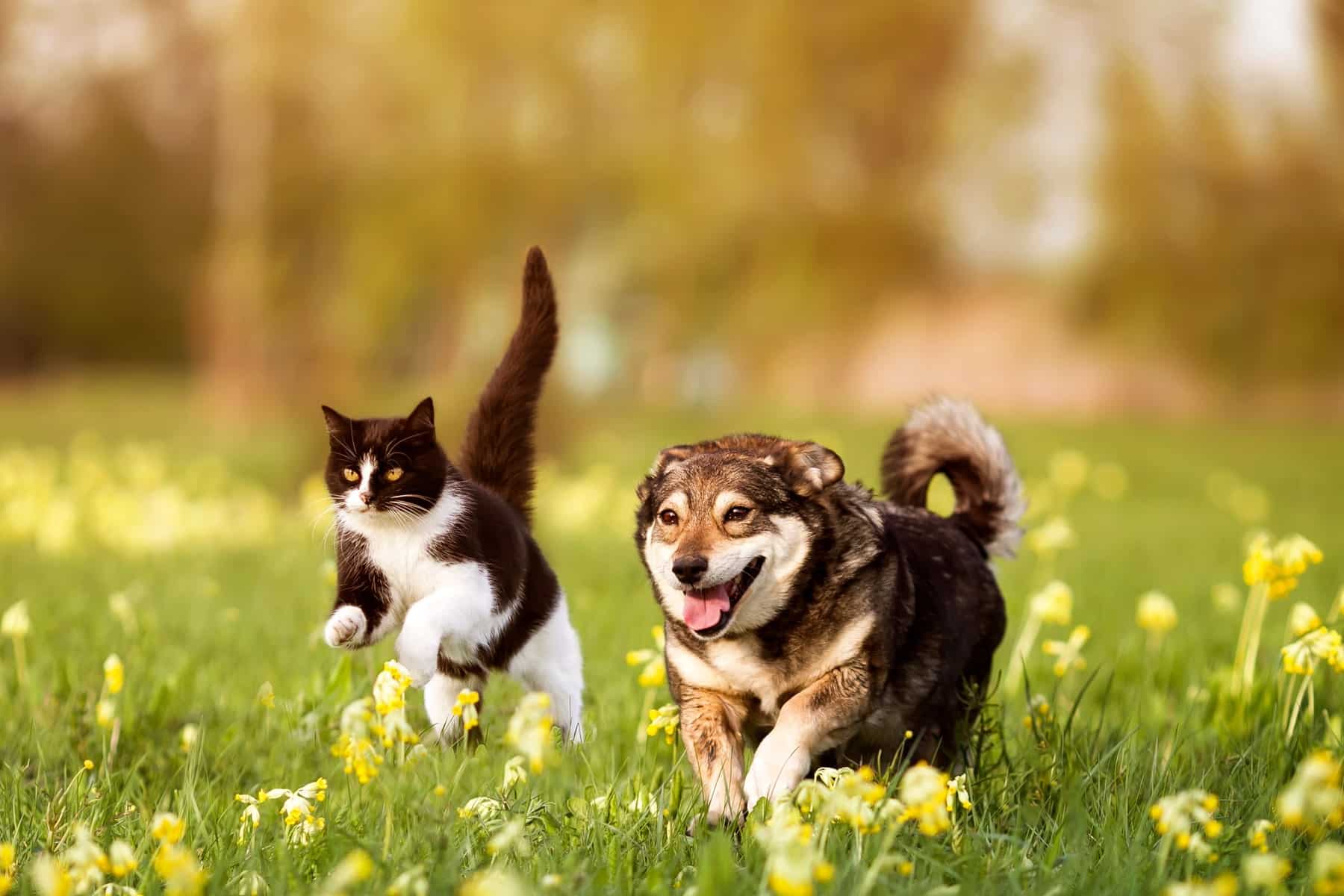 protect your pets with veterinary deworming treatments from City Pets Animal Care in Nashville TN