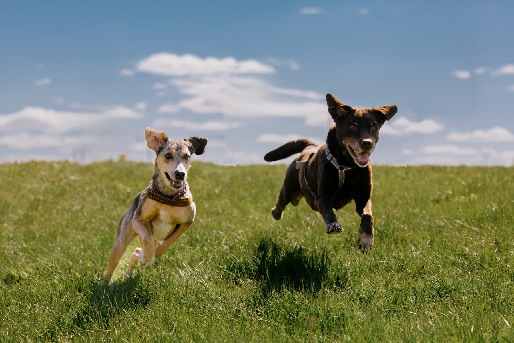 protect your pets with veterinary deworming procedures from City Pets Animal Care in Nashville TN