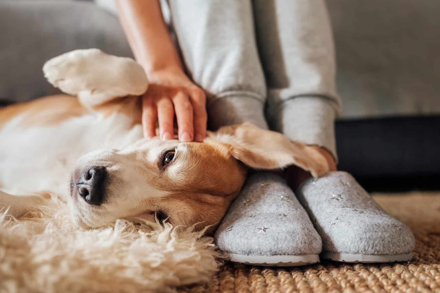 heartworm screenings for pets in Nashville from City Pets Animal Care