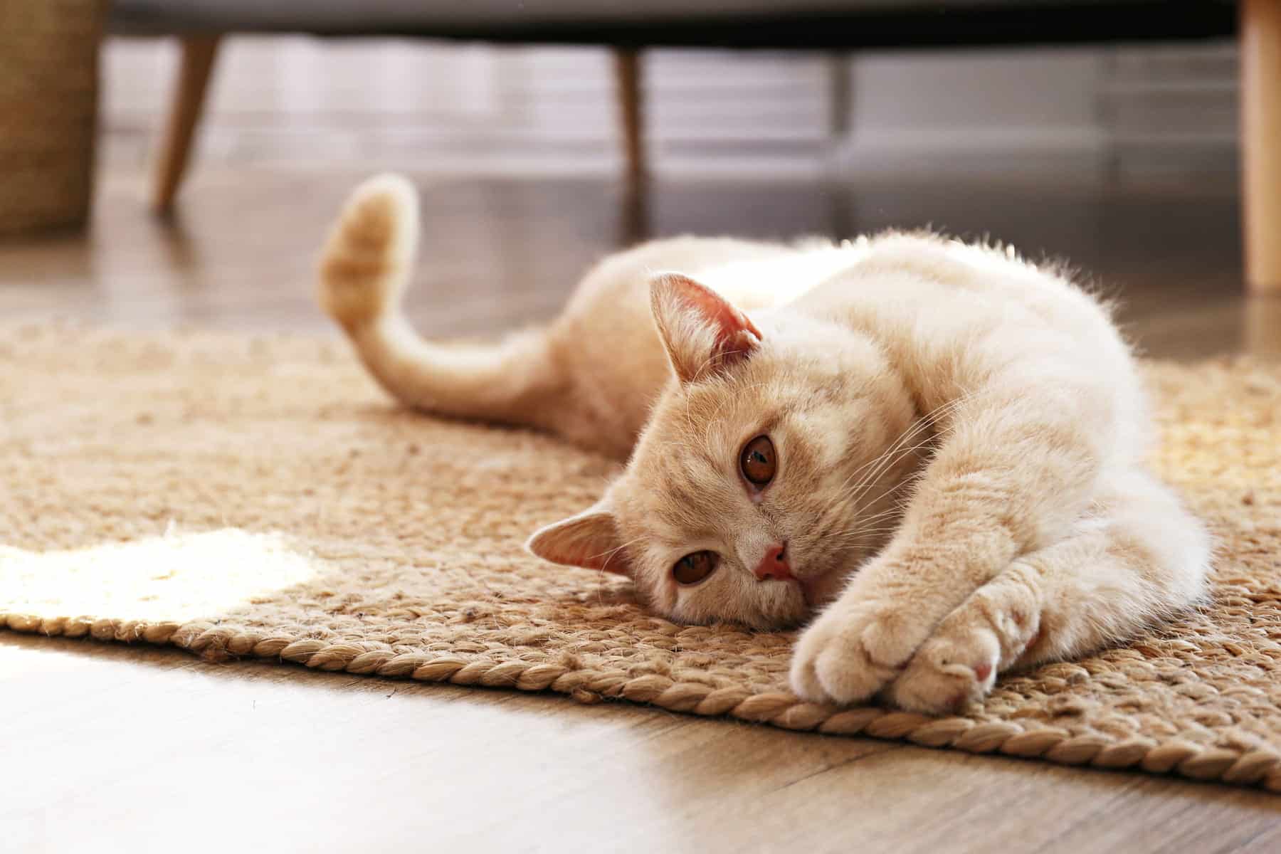 heartworm prevention for pets in Nashville from City Pets Animal Care